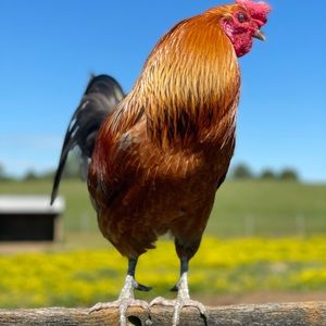 Meet your Posher, Logan